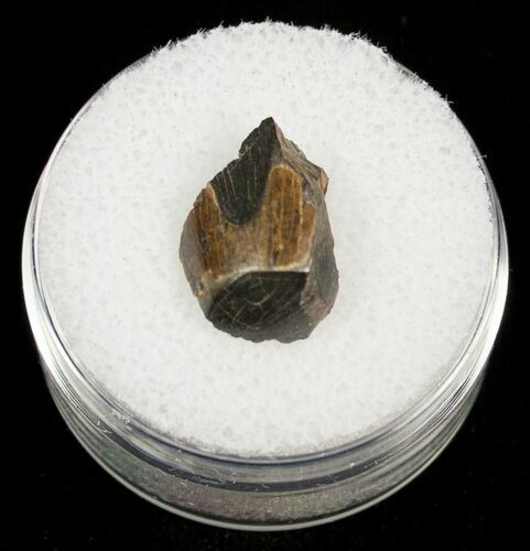 Tyrannosaurid Tooth Tip - T-Rex #4427